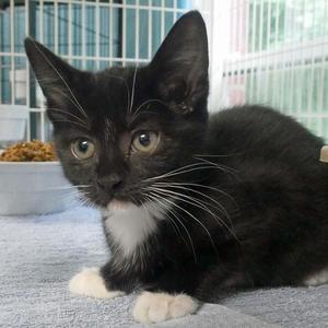 Blossom, kitten, available for adoption