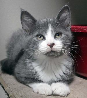 Louie, kitten, available for adoption