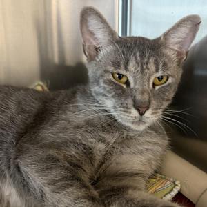 Margarita, adult, available for adoption