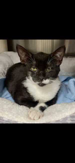 Blitzy, adult, available for adoption