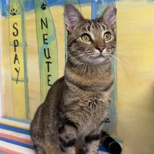 Libra, adult, available for adoption