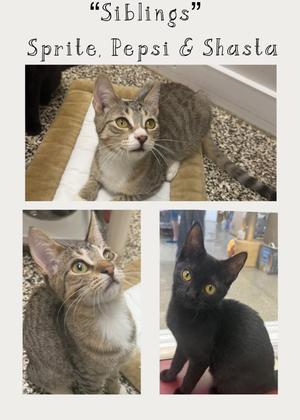 Pepsi, Sprite and Shasta, kitten, available for adoption