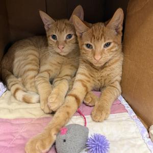 Habanero and Cayenne, kitten, available for adoption
