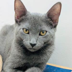 Smokey, kitten, available for adoption