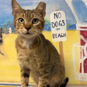 Lil Bit, young, available for adoption