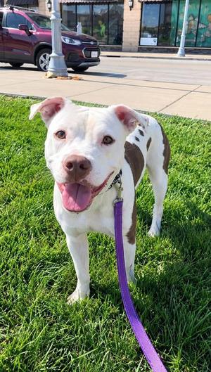 Tommy, Pit Bull Terrier Mix, young, available for adoption