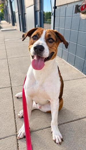 A brown and white dog with floppy ears sitting on a sidewalk, wearing a red leash and looking up with its tongue out.