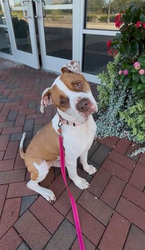A brown and white dog with a pink leash sitting on a brick patio in front of a building with glass doors and a flower arrangement.