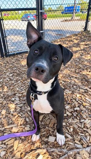 Matteo, Pit Bull Terrier Mix, adult, available for adoption