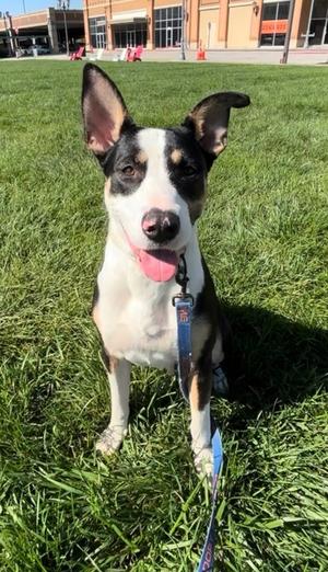 Daphne, Mixed Breed, young, available for adoption