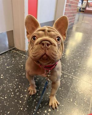 DIOR, French Bulldog, young, available for adoption