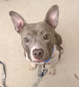 A gray pit bull puppy with large ears and a blue collar, looking up at the camera.