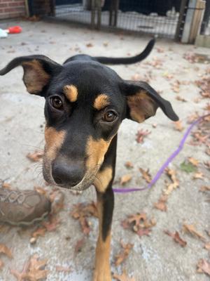 JESS, Australian Kelpie, puppy, available for adoption