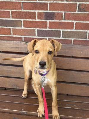 a light brown puppy with floppy ears sitting on a wooden bench, wearing a purple collar and a red leash