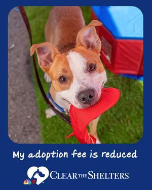 GIZMO, American Pit Bull Terrier, adult, available for adoption