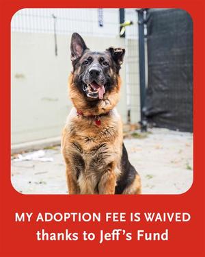 BLUE, German Shepherd Dog, adult, available for adoption