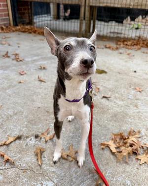 SKY, Rat Terrier, senior, available for adoption