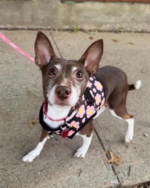 A small brown and white dog wearing a pink floral harness, standing on a sidewalk.