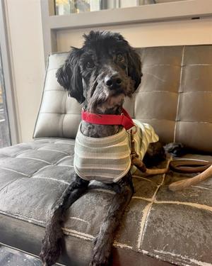PANTHER, Tibetan Terrier, adult, available for adoption