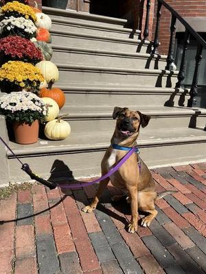 LIONEL, Carolina Dog, young, available for adoption
