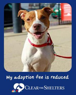EVIE, American Staffordshire Terrier, adult, available for adoption