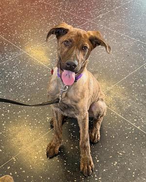 A brown brindle dog with floppy ears and a pink tongue sticking out, wearing a purple collar and a black leash, sitting on a speckled floor.