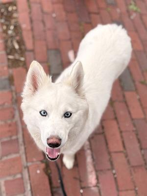 A white dog with blue eyes looking up at the camera on a brick path.