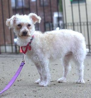 FRIZZLE, Poodle (Miniature), adult, available for adoption