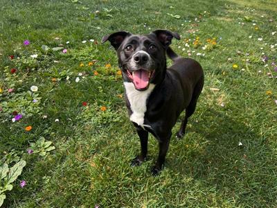 Hatchie, Terrier / Mixed Breed, adult, available for adoption