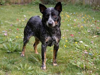 Goober, Australian Cattle Dog / Blue Heeler, young, available for adoption