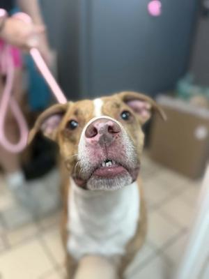 A close-up of a brown and white dog with a pink leash, looking up at the camera.