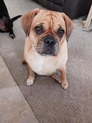 A small brown and white dog with floppy ears sitting on a carpeted floor.