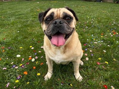 Bernie, Pug / American Bulldog, senior, available for adoption