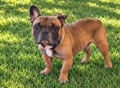 A brown French Bulldog standing on a grassy lawn, wearing a blue collar.