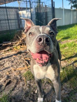 Gandolf, Pit Bull Terrier, senior, available for adoption