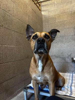 A brown dog with a white chest and black muzzle is sitting on a blue and white striped blanket in a concrete room.