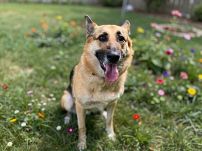 A German Shepherd dog with its tongue out sits in a garden filled with small colorful flowers.