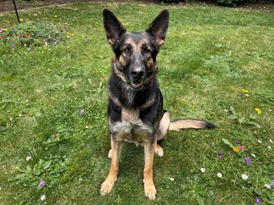 A German Shepherd dog sitting on a grassy lawn with flowers around it.