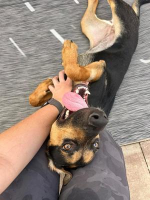 Pippin, German Shepherd Dog / Mixed Breed, young, available for adoption