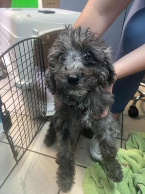 Brulee, Poodle / Bernese Mountain Dog, puppy, available for adoption