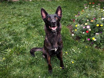A black and brown dog sitting on grass with its mouth open, surrounded by colorful flowers.