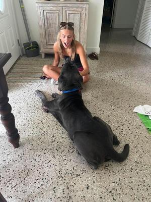 Lucious, Neapolitan Mastiff, senior, available for adoption