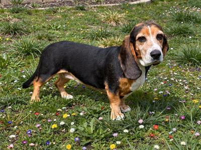 Holly, Basset Hound / Mixed Breed, adult, available for adoption