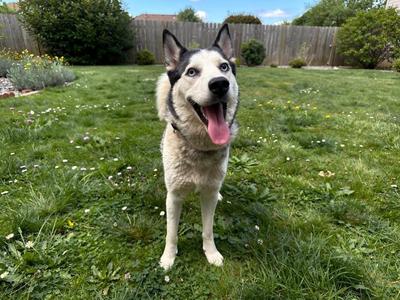 Lucky, Husky, adult, available for adoption