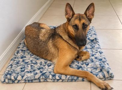 Athena, German Shepherd Dog, young, available for adoption