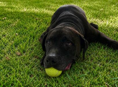 Howie, Mastiff / Mixed Breed, senior, available for adoption