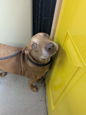 Penny, Retriever / Mixed Breed, adult, available for adoption