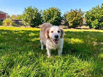Bella, Golden Retriever / Mixed Breed, senior, available for adoption