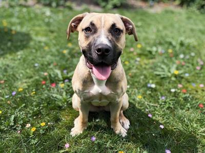 Corn Fritter, Pit Bull Terrier / Mixed Breed, puppy, available for adoption