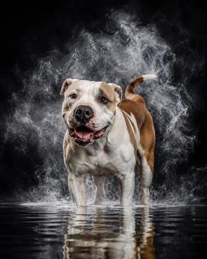 Aphrodite, Pit Bull Terrier, adult, available for adoption
